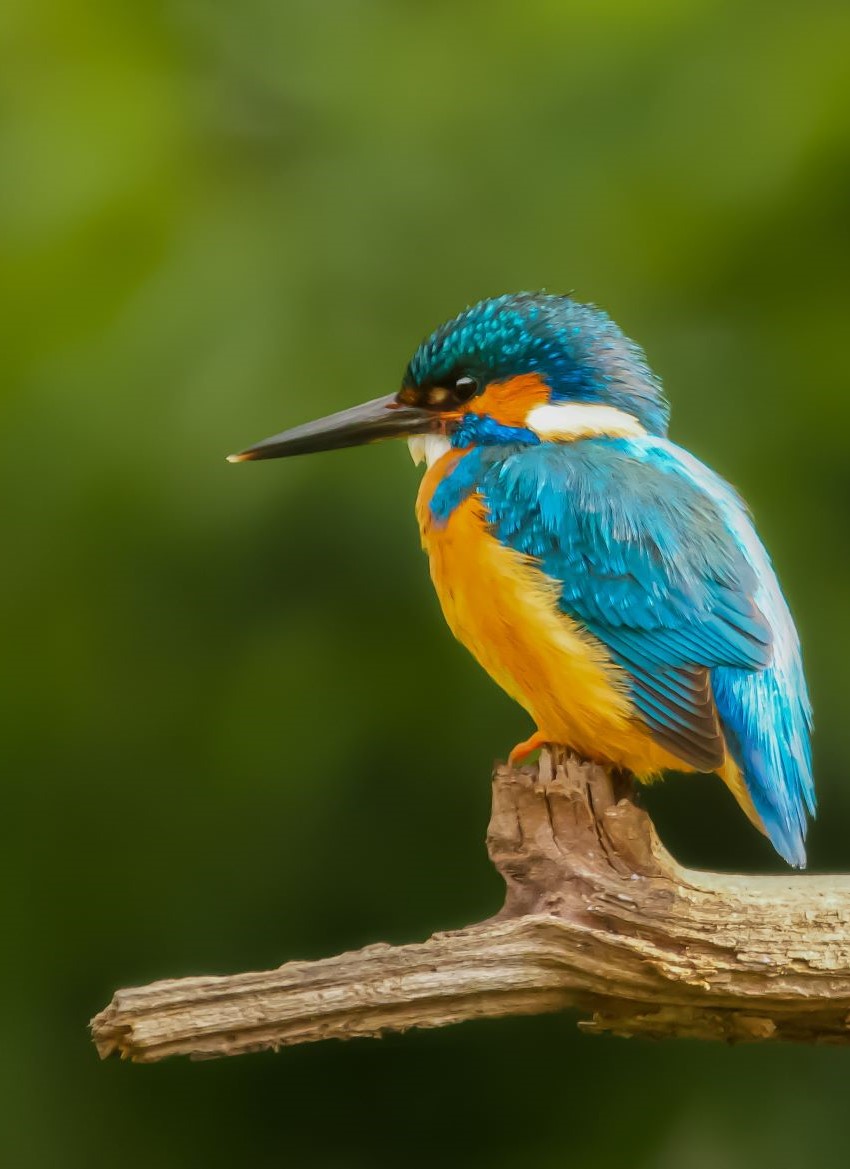 Bird Watching